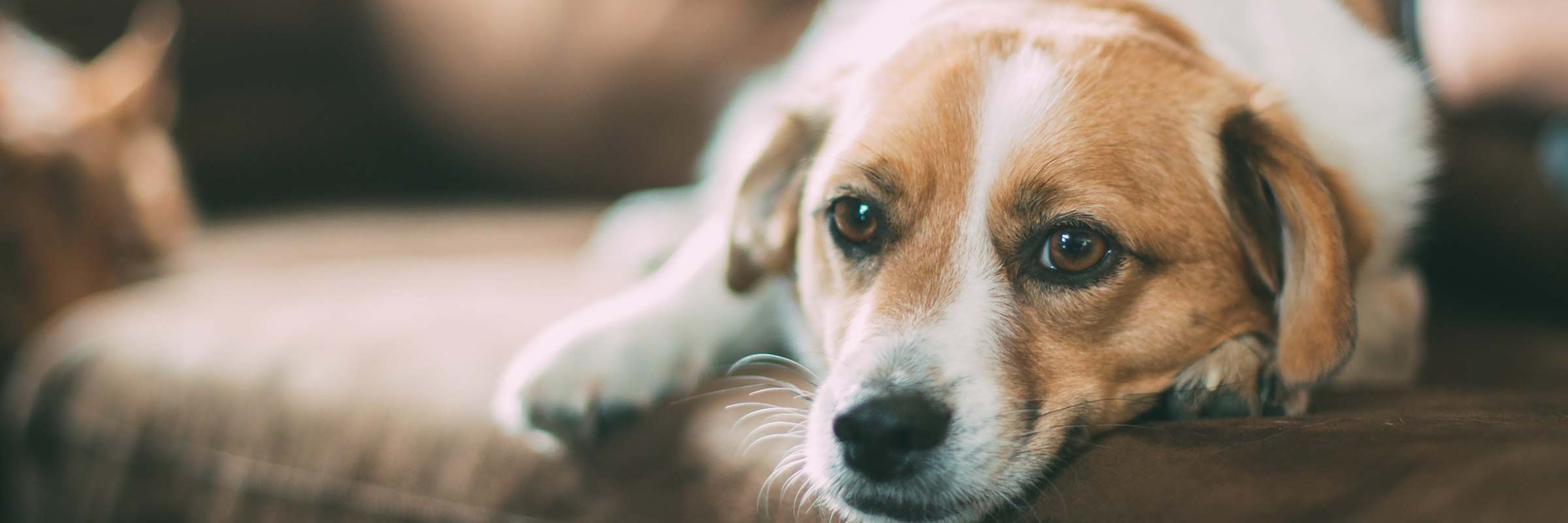 Perrito en brazos
